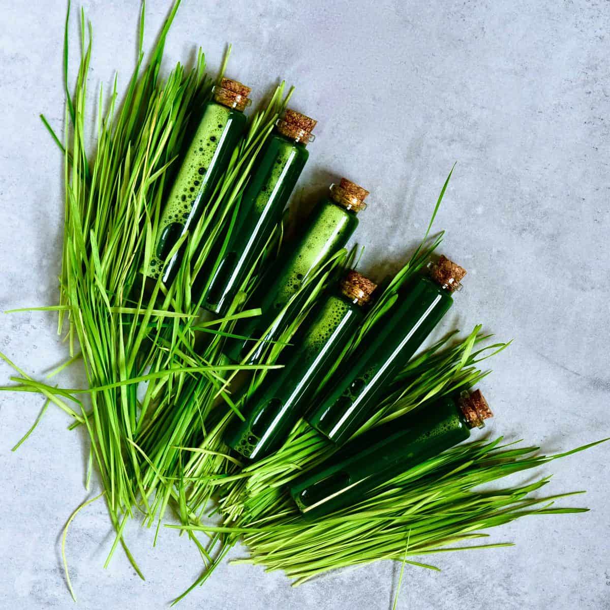 Make Wheatgrass Shots & Juice: Juicer vs. Blender Guide